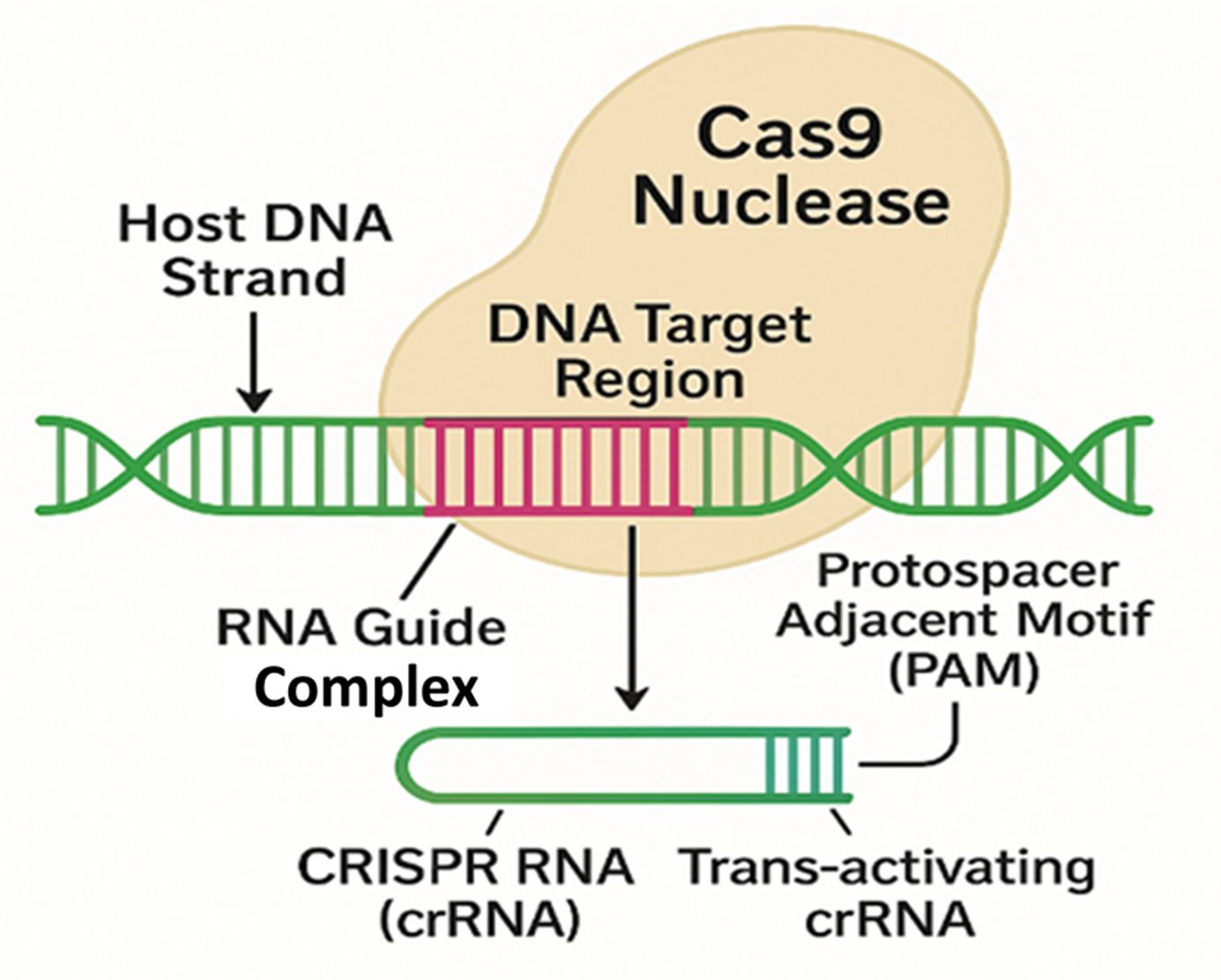 CRISPR cas9