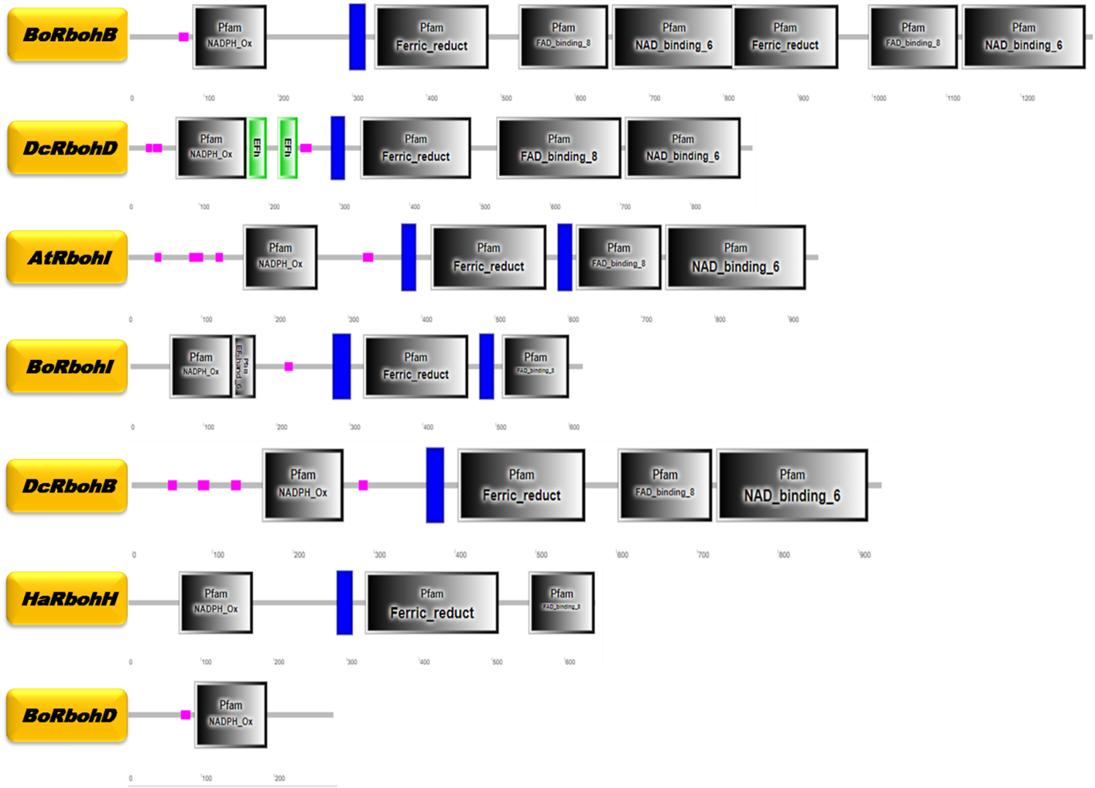 Domain analysis of Rboh