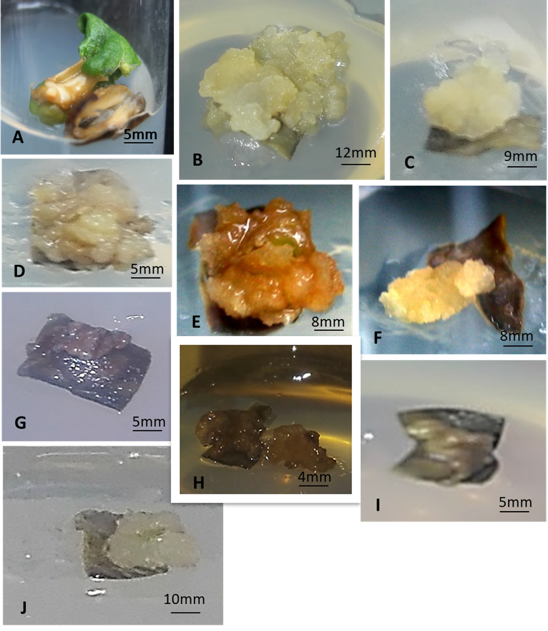 Tissue culture of olive