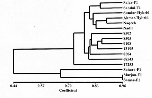 phylogenetic analysis